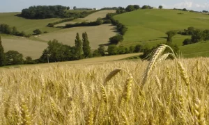 La Clé des Champs - Milpat - Radio Galaxie